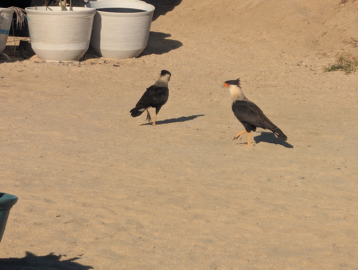 Crested Caracara (Northern) - ML645786050