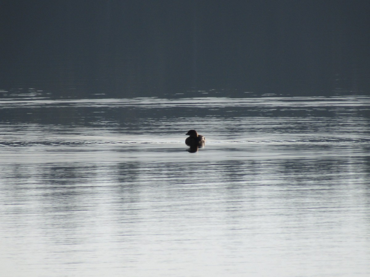 Pied-billed Grebe - ML645786052