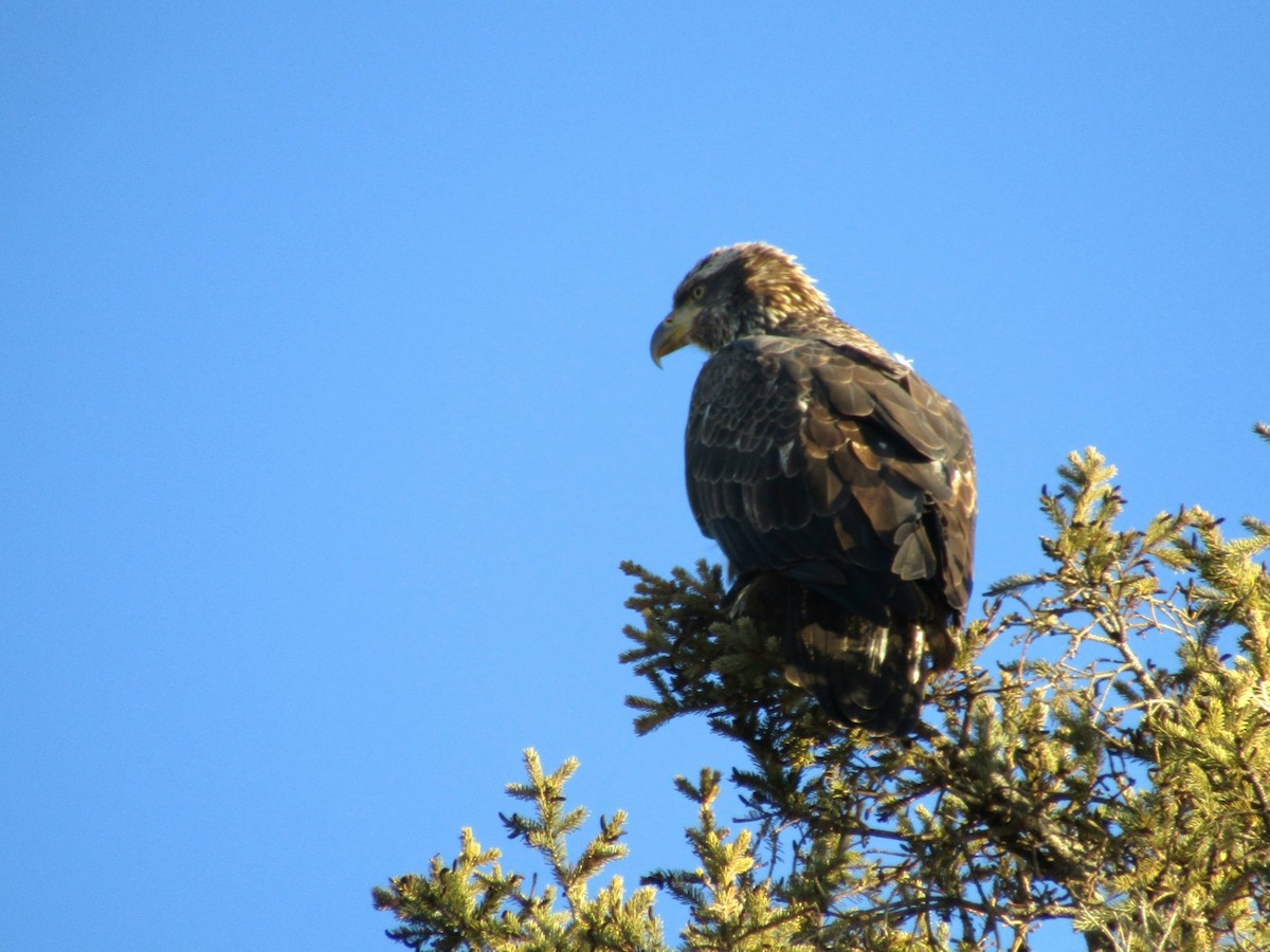 Bald Eagle - ML645786062