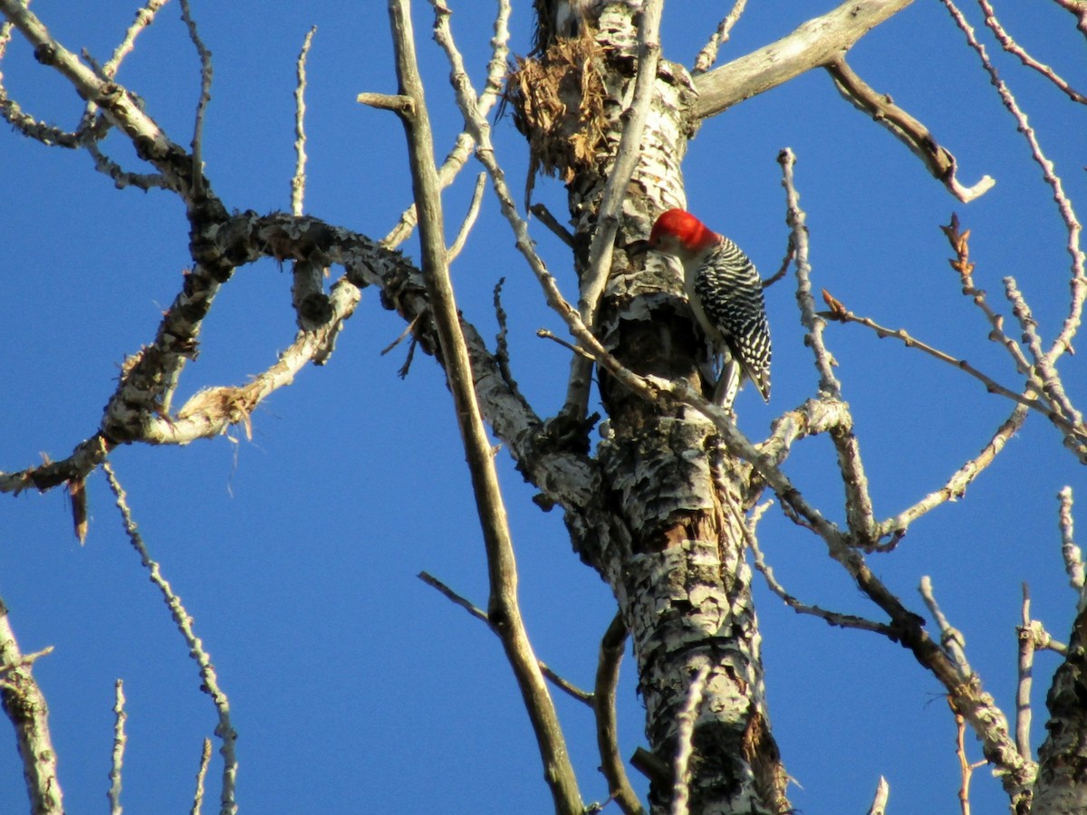 Red-bellied Woodpecker - ML645786074