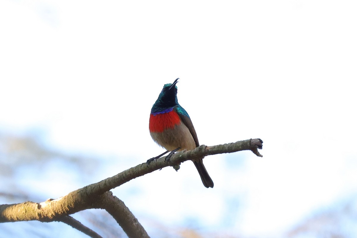 Greater Double-collared Sunbird - ML645786078
