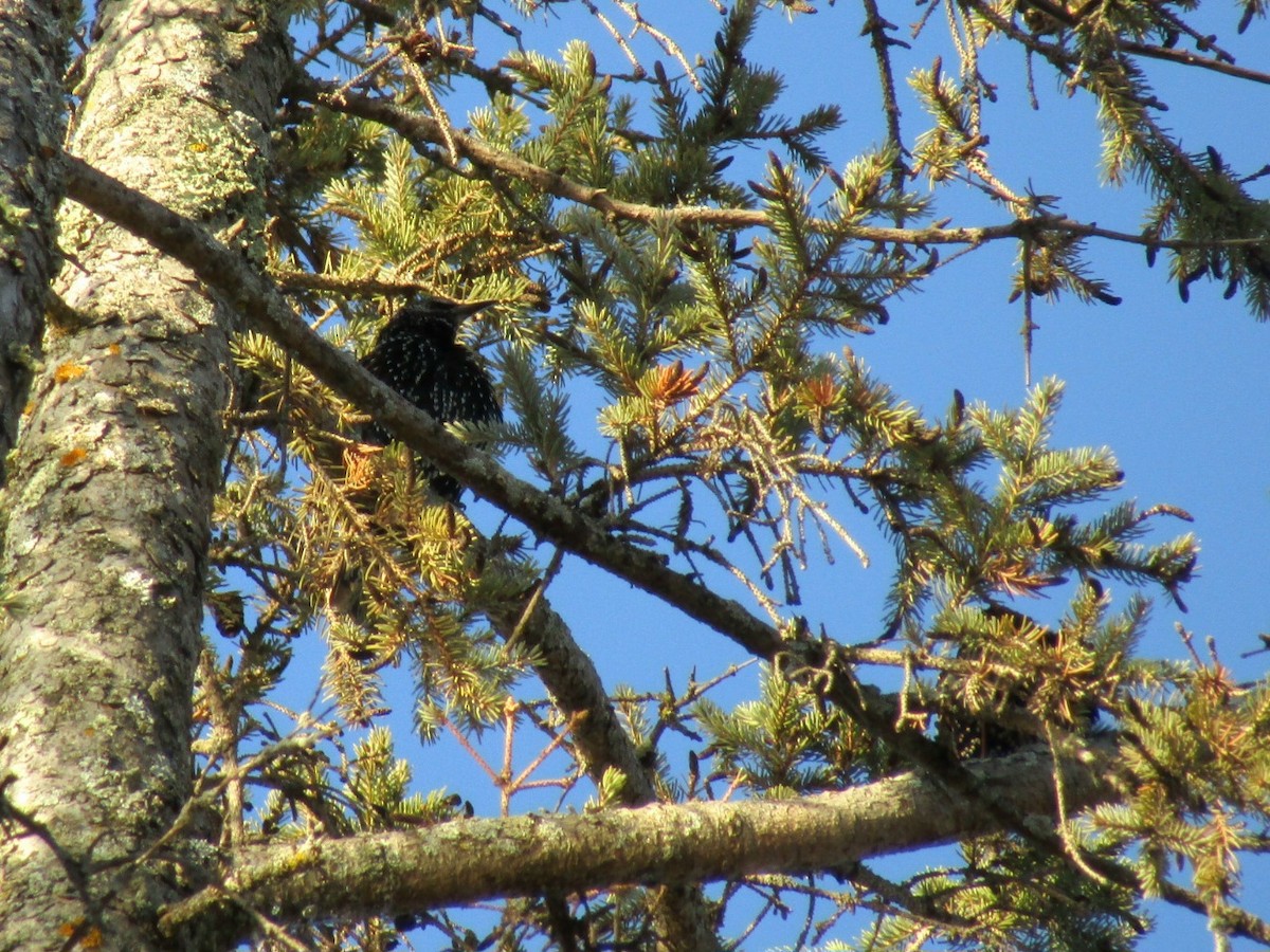 European Starling - ML645786082