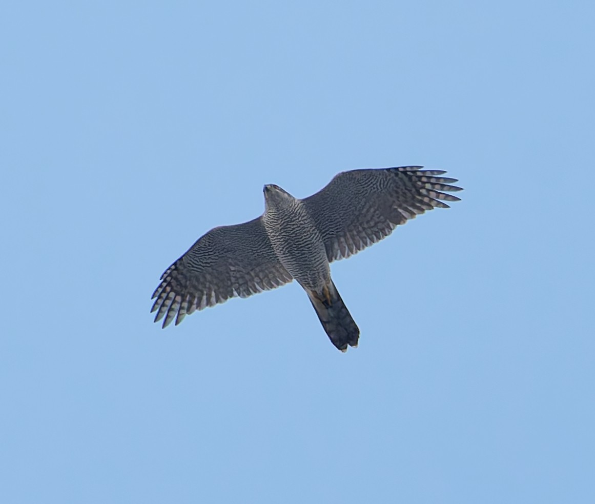 jestřáb lesní - ML645786087