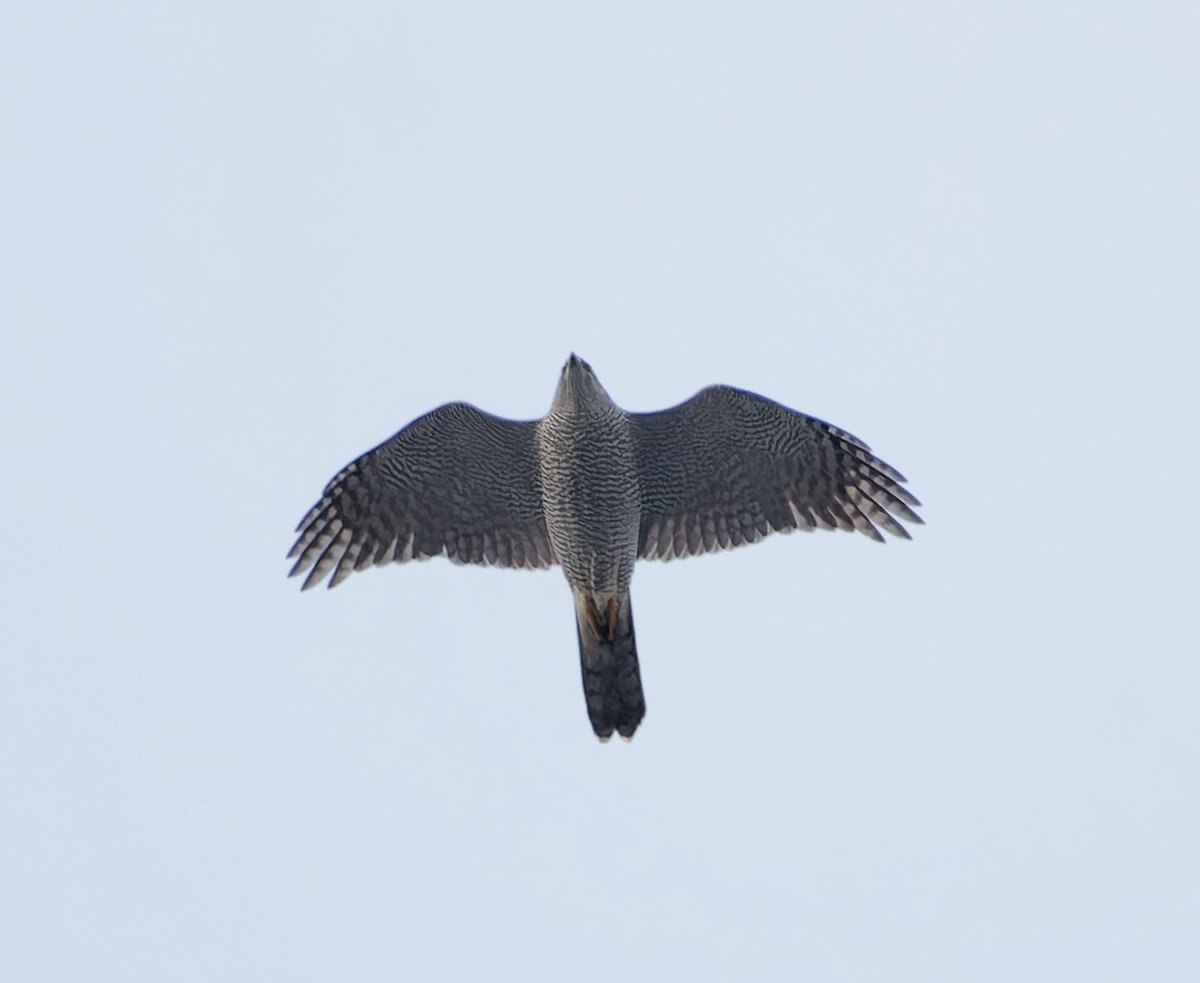 jestřáb lesní - ML645786088