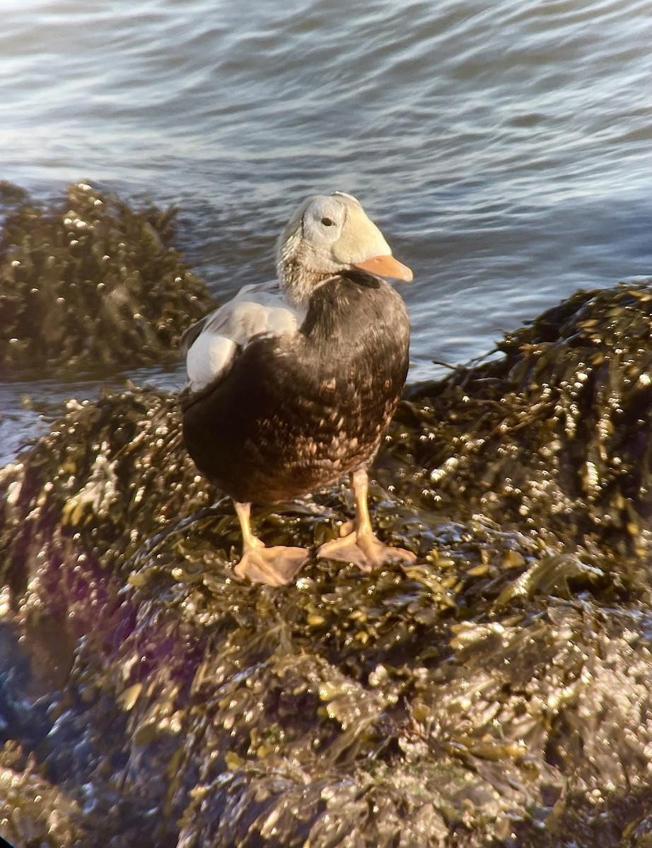 Spectacled Eider - ML645786125