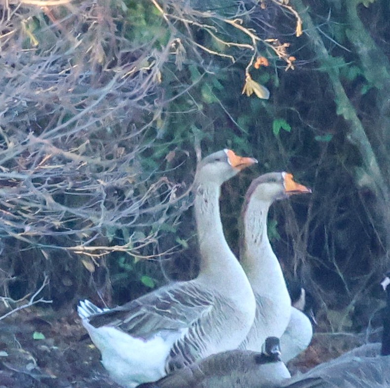Graylag x Swan Goose (hybrid) - ML645786130