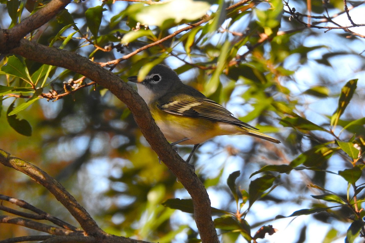 Graukopfvireo - ML645786133