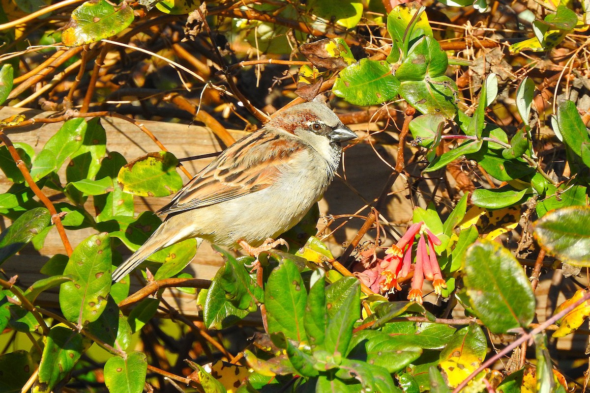 Haussperling - ML645786138