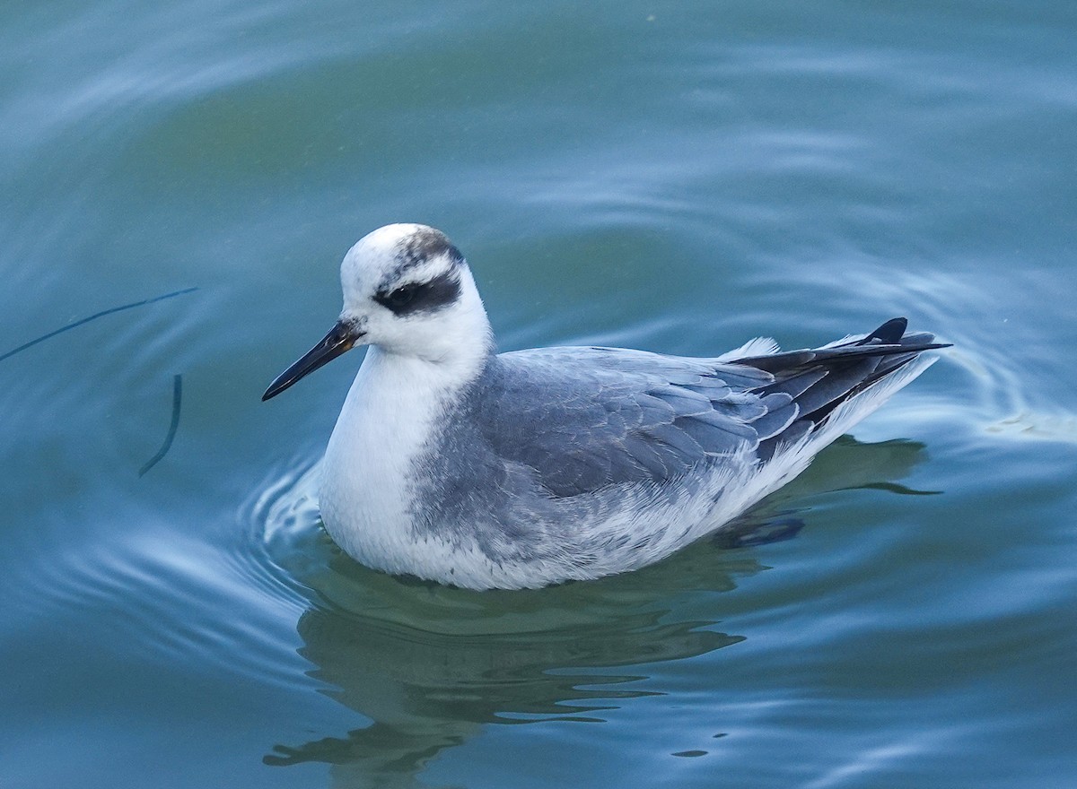Red Phalarope - ML645786142