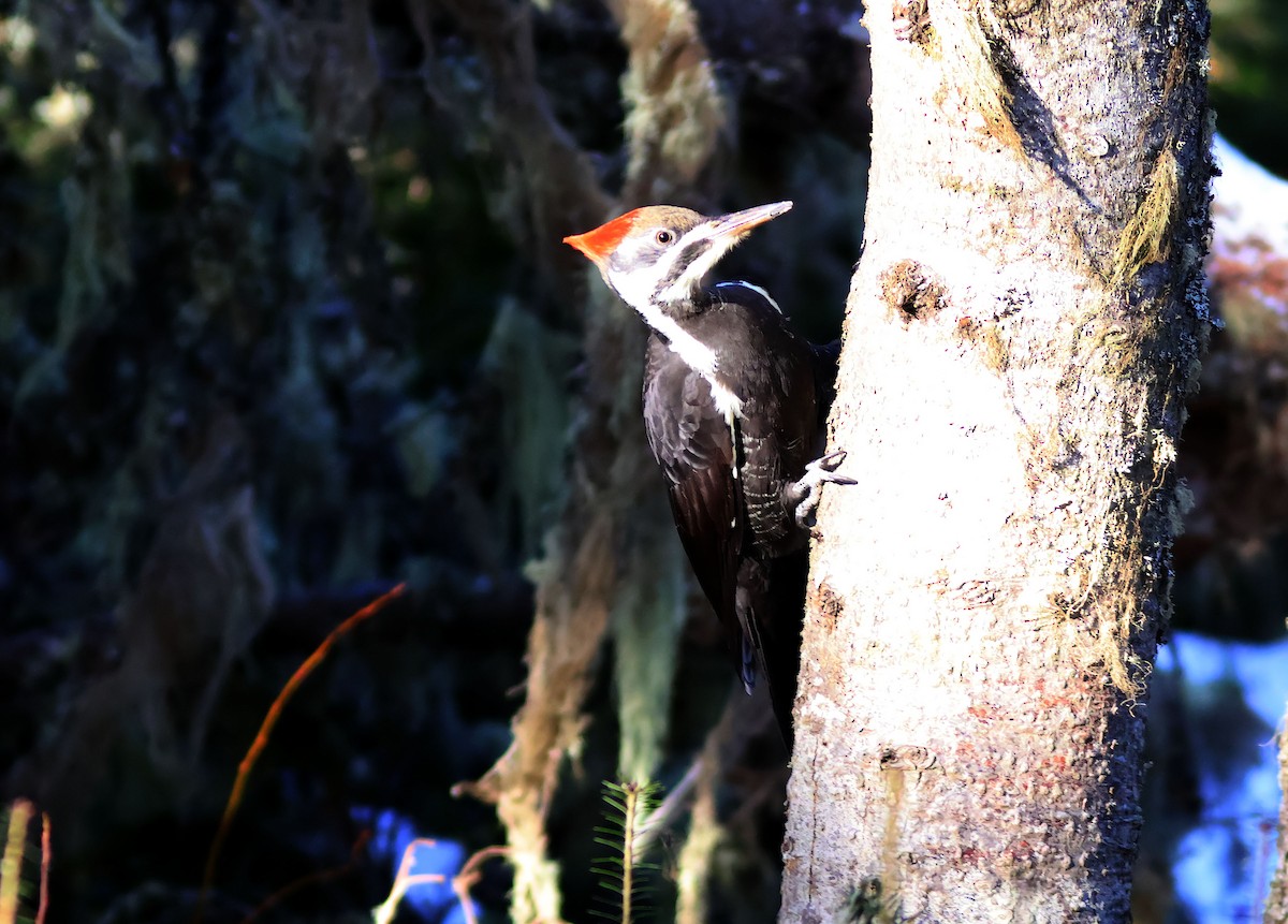 Pileated Woodpecker - ML645786166