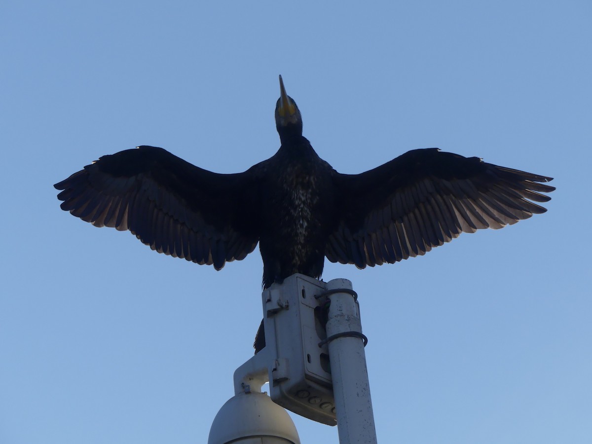 Great Cormorant - ML645786186