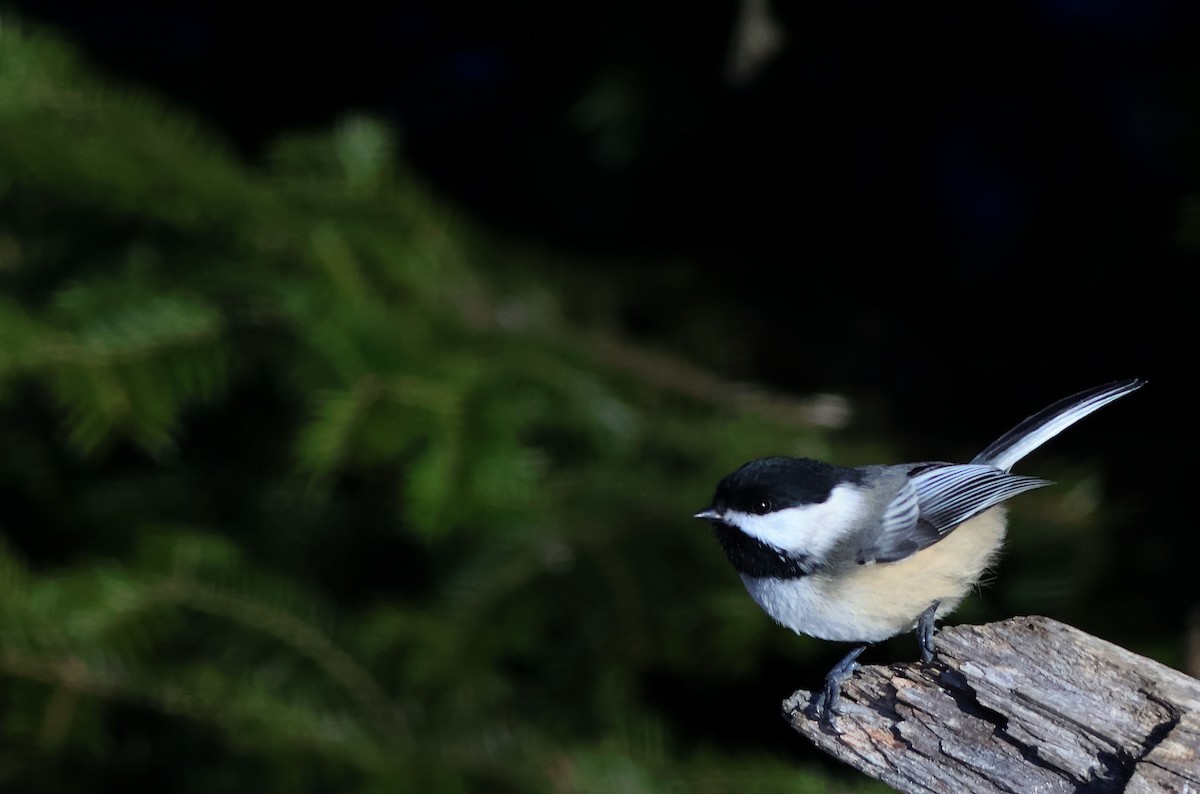 Black-capped Chickadee - ML645786191