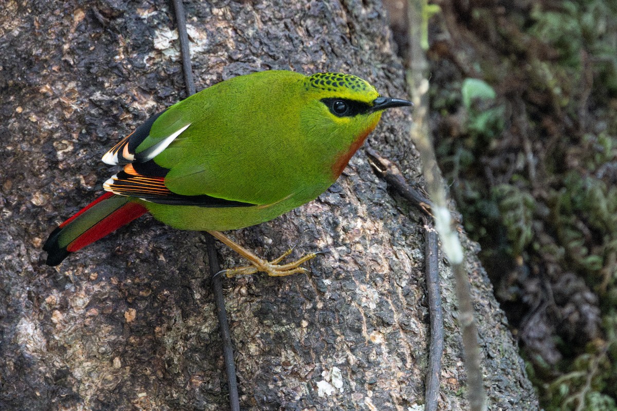 Fire-tailed Myzornis - ML645786192