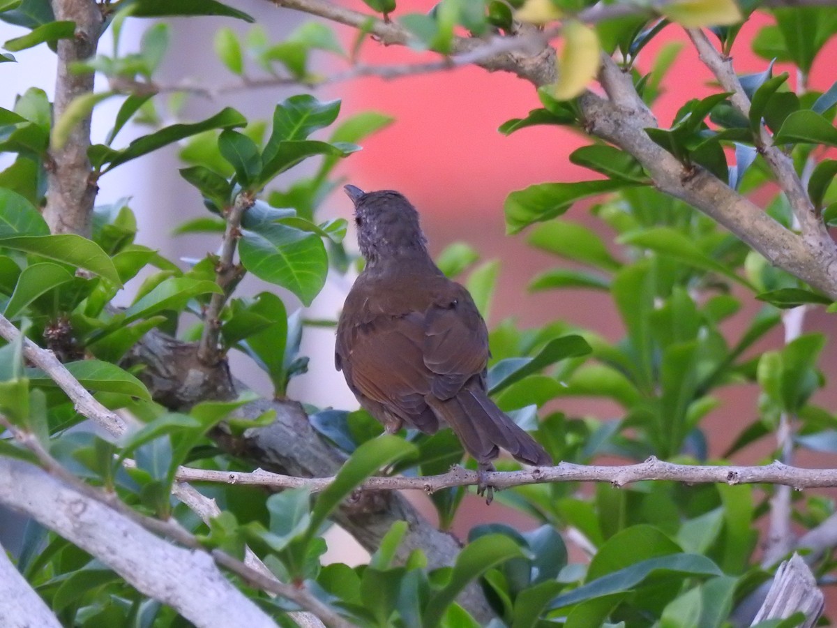 Pale-breasted Thrush - ML645786198