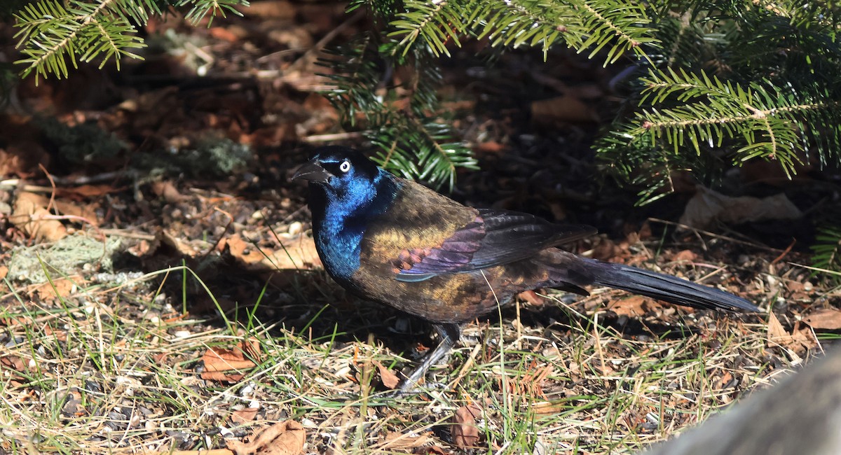 Common Grackle - ML645786201