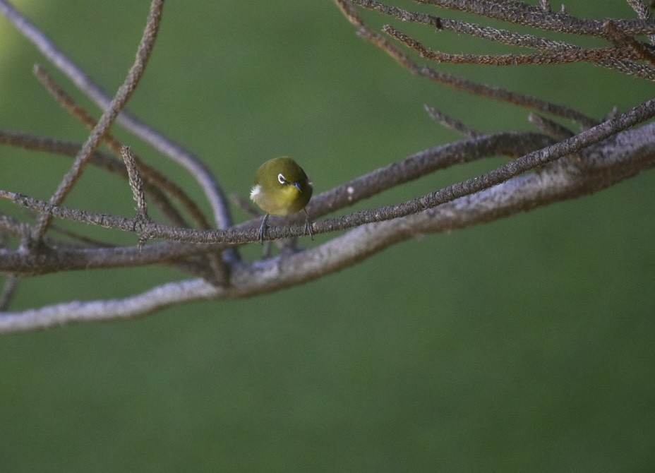 Окулярник японський - ML645786205