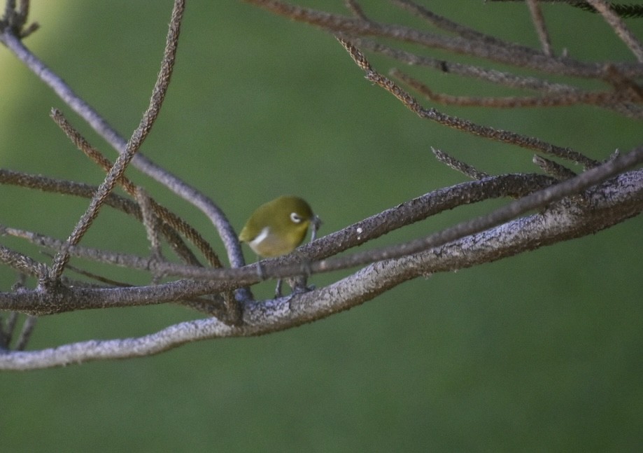 Окулярник японський - ML645786206