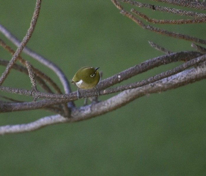 Окулярник японський - ML645786207