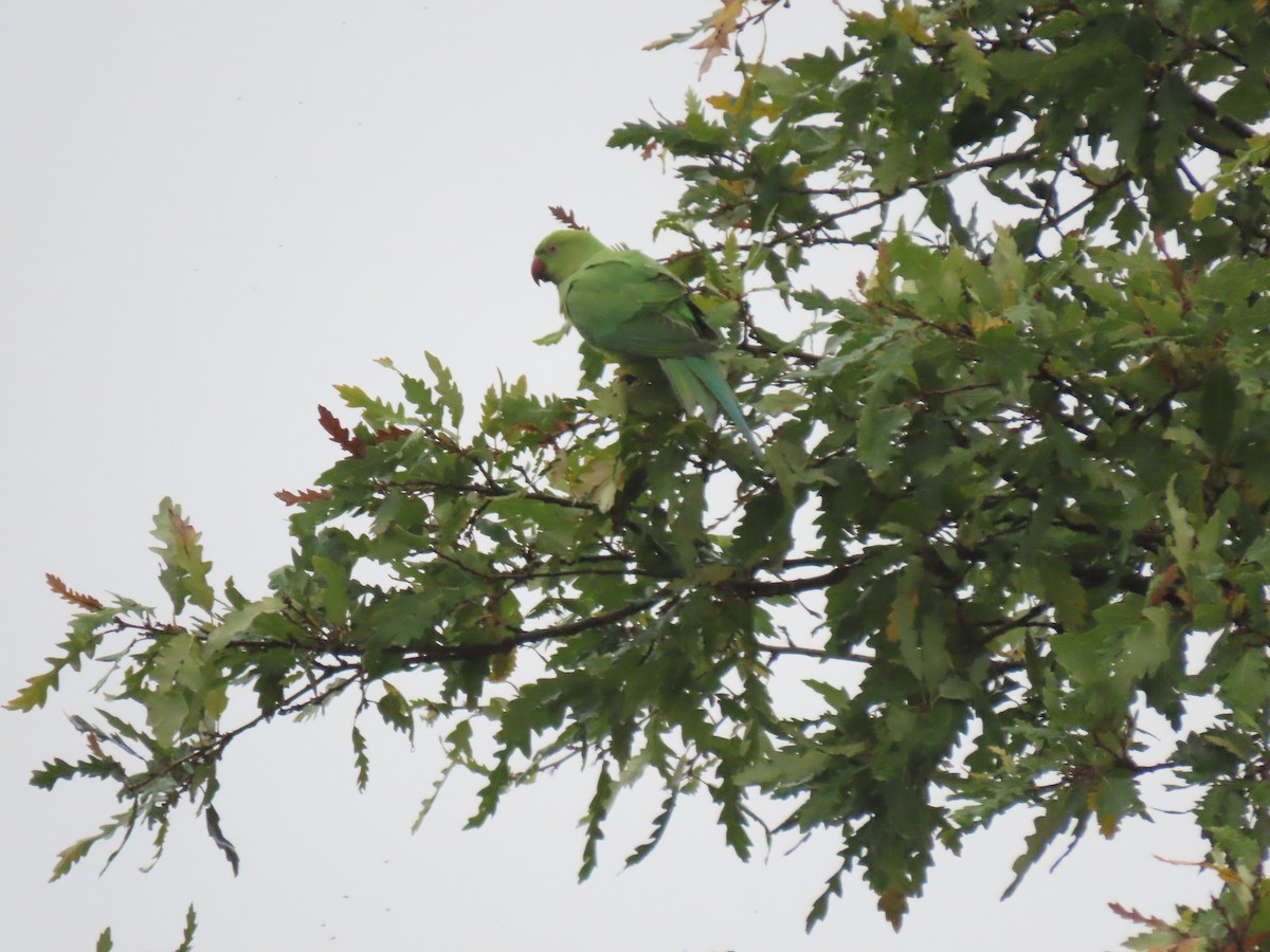 Rose-ringed Parakeet - ML645786216