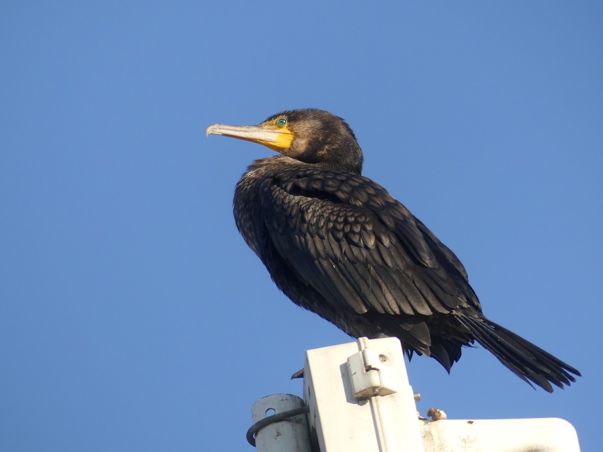 Great Cormorant - ML645786223