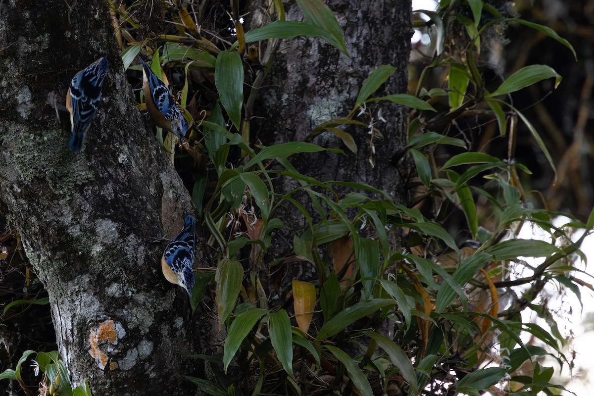 Beautiful Nuthatch - ML645786243