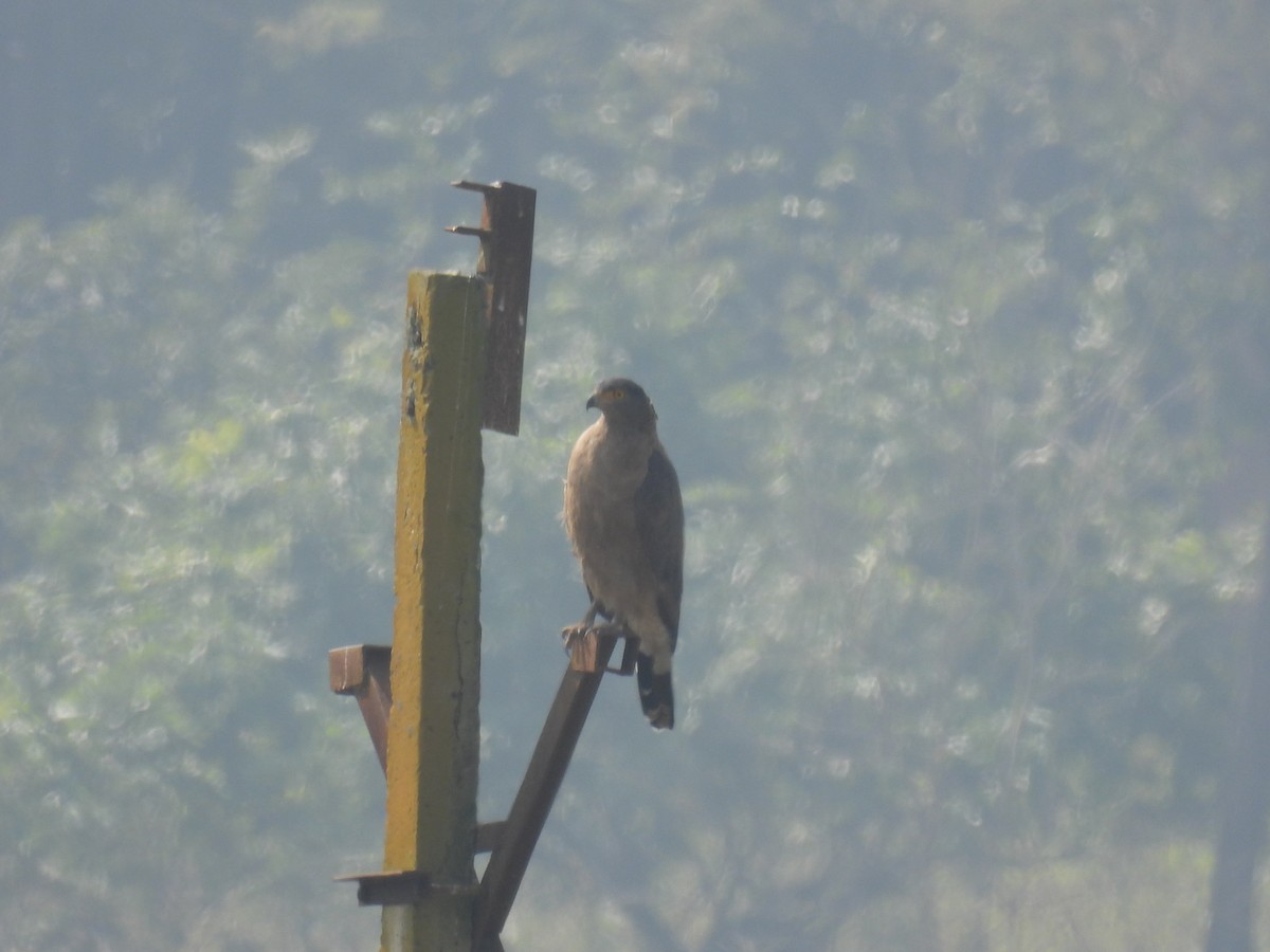 Culebrera Chiíla - ML645786244