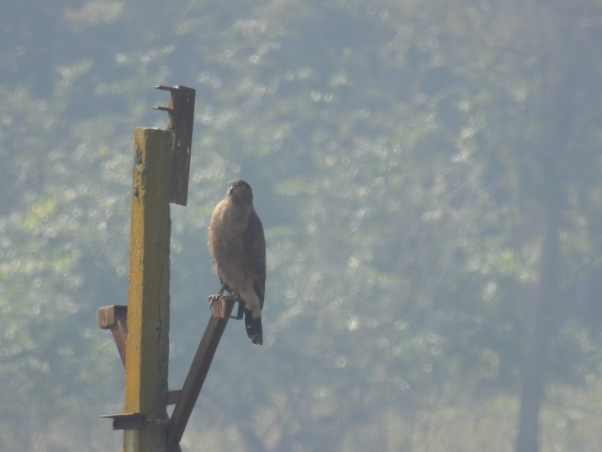 Culebrera Chiíla - ML645786245