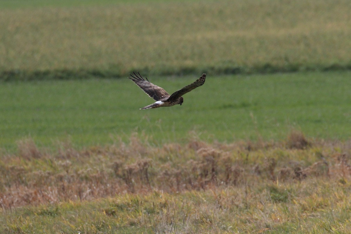 Northern Harrier - ML645786256
