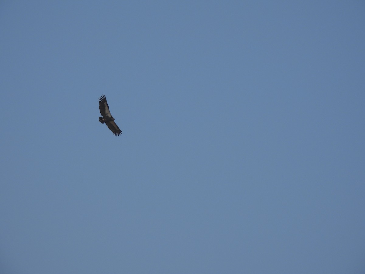 Buitre Dorsiblanco Asiático - ML645786266