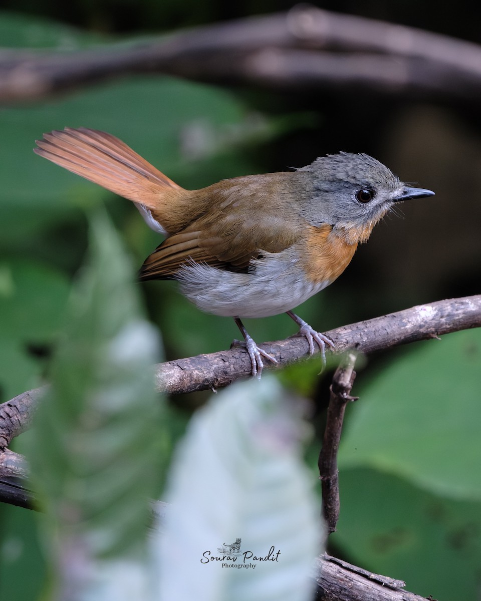 シロハラヒメアオヒタキ - ML645786267