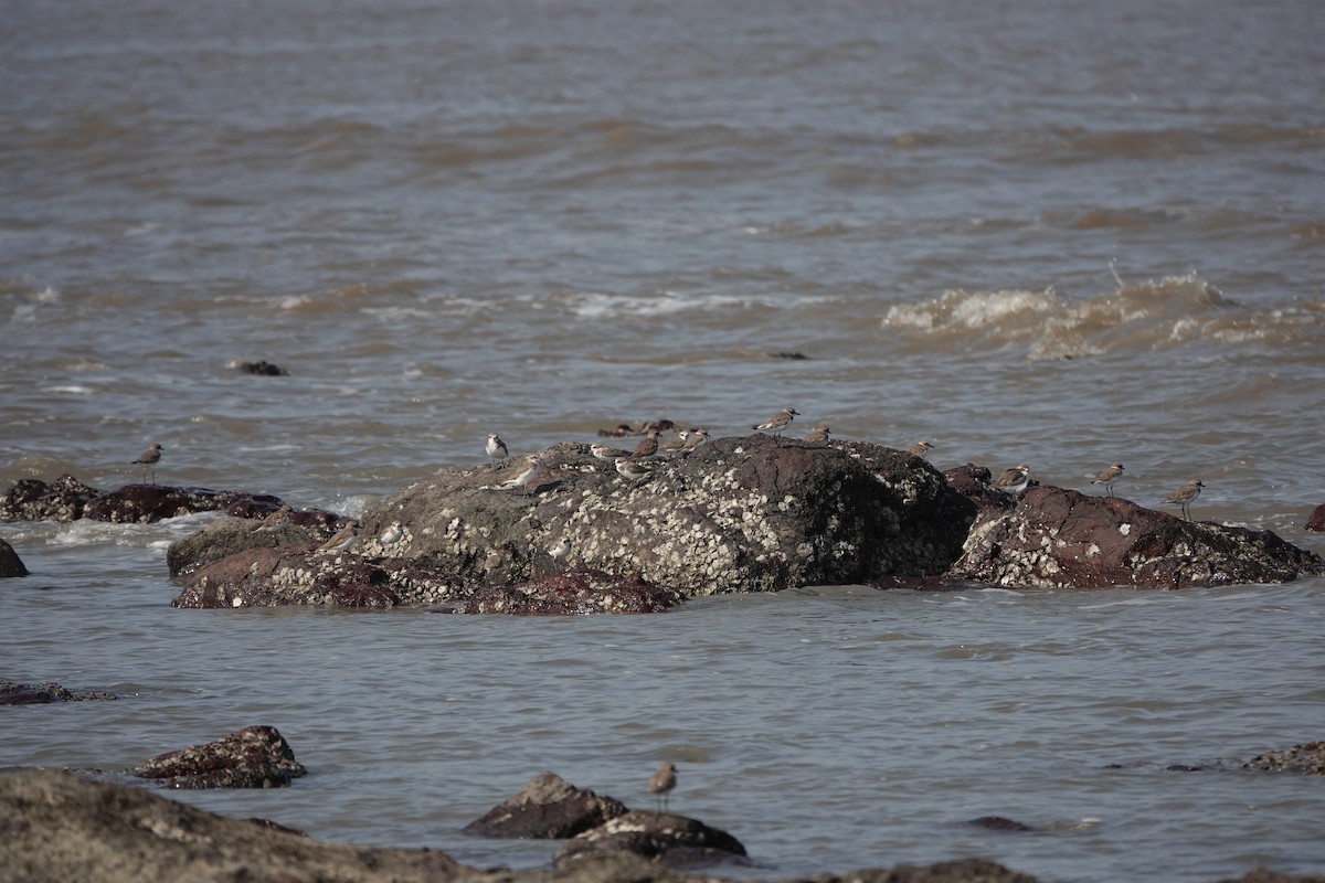 Tibet Cılıbıtı - ML645786269