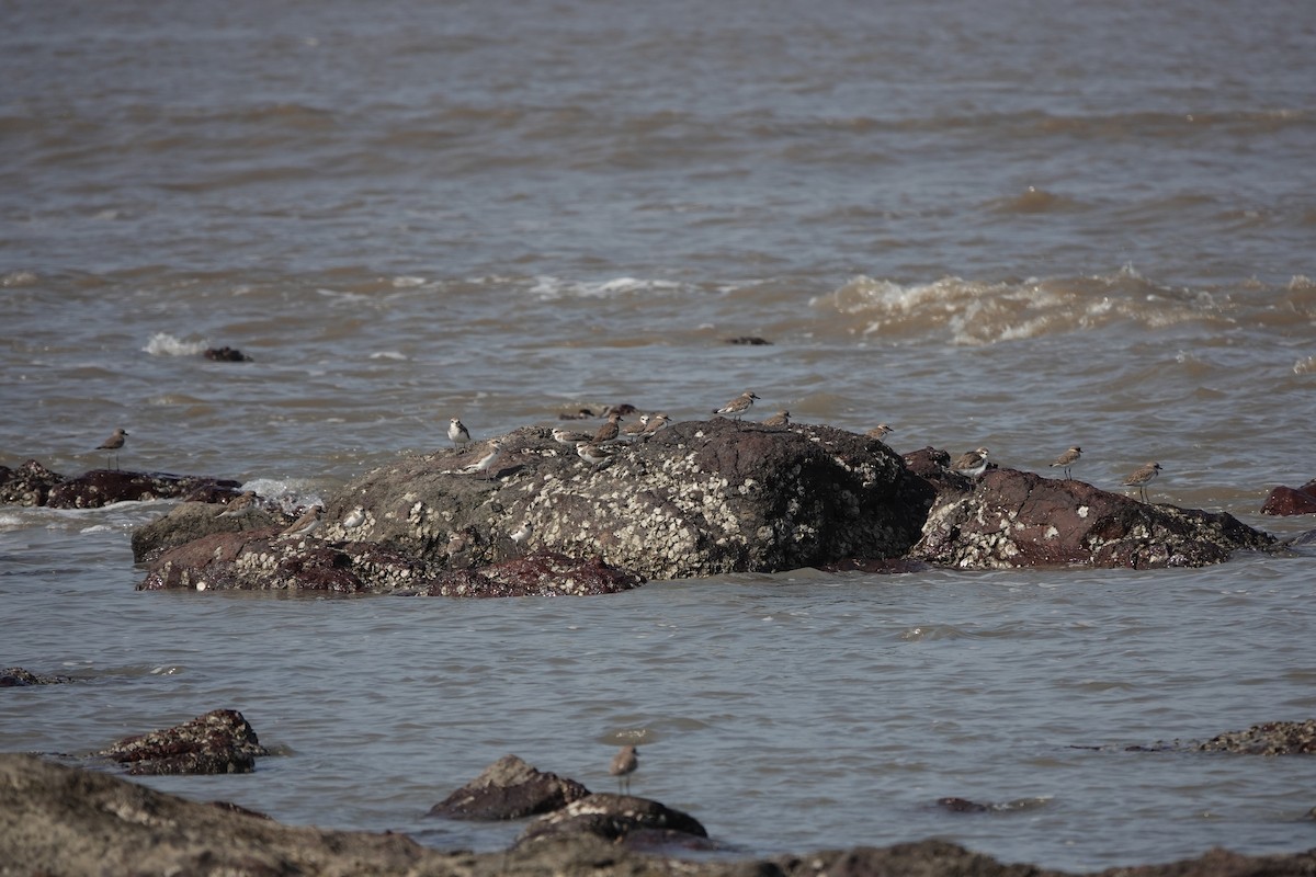 Tibet Cılıbıtı - ML645786270