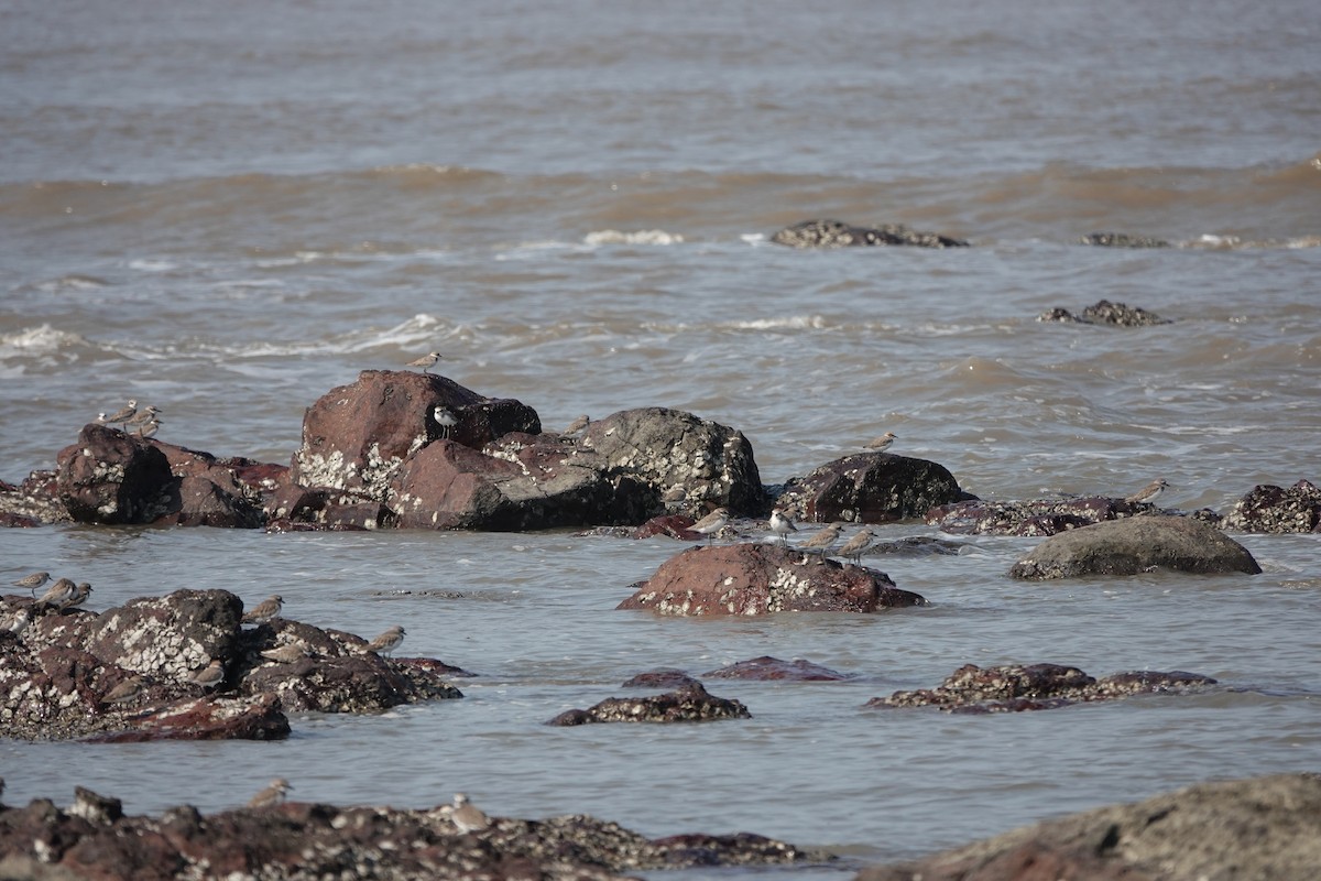 Tibet Cılıbıtı - ML645786271