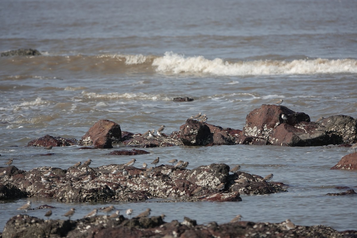 Tibet Cılıbıtı - ML645786272