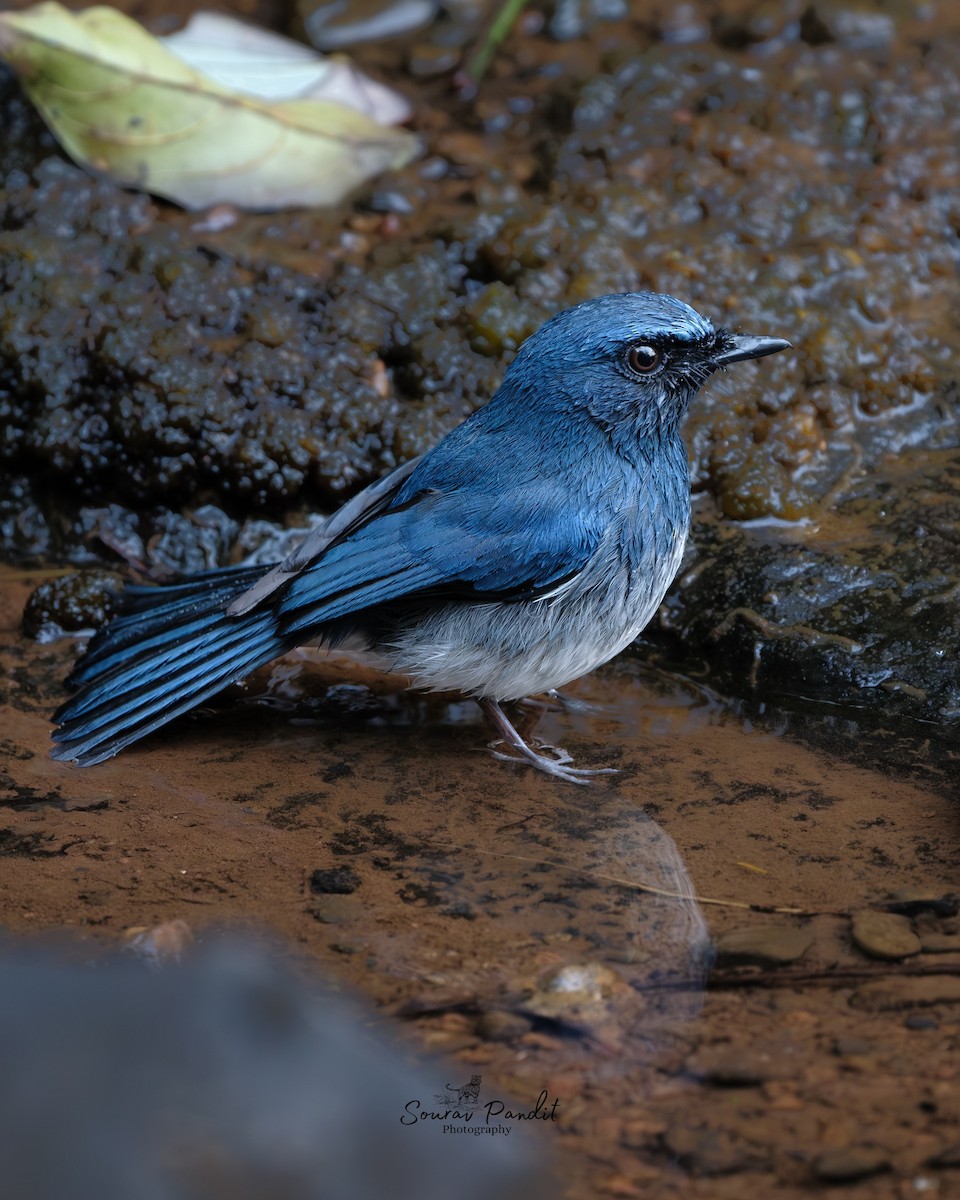 シロハラヒメアオヒタキ - ML645786277