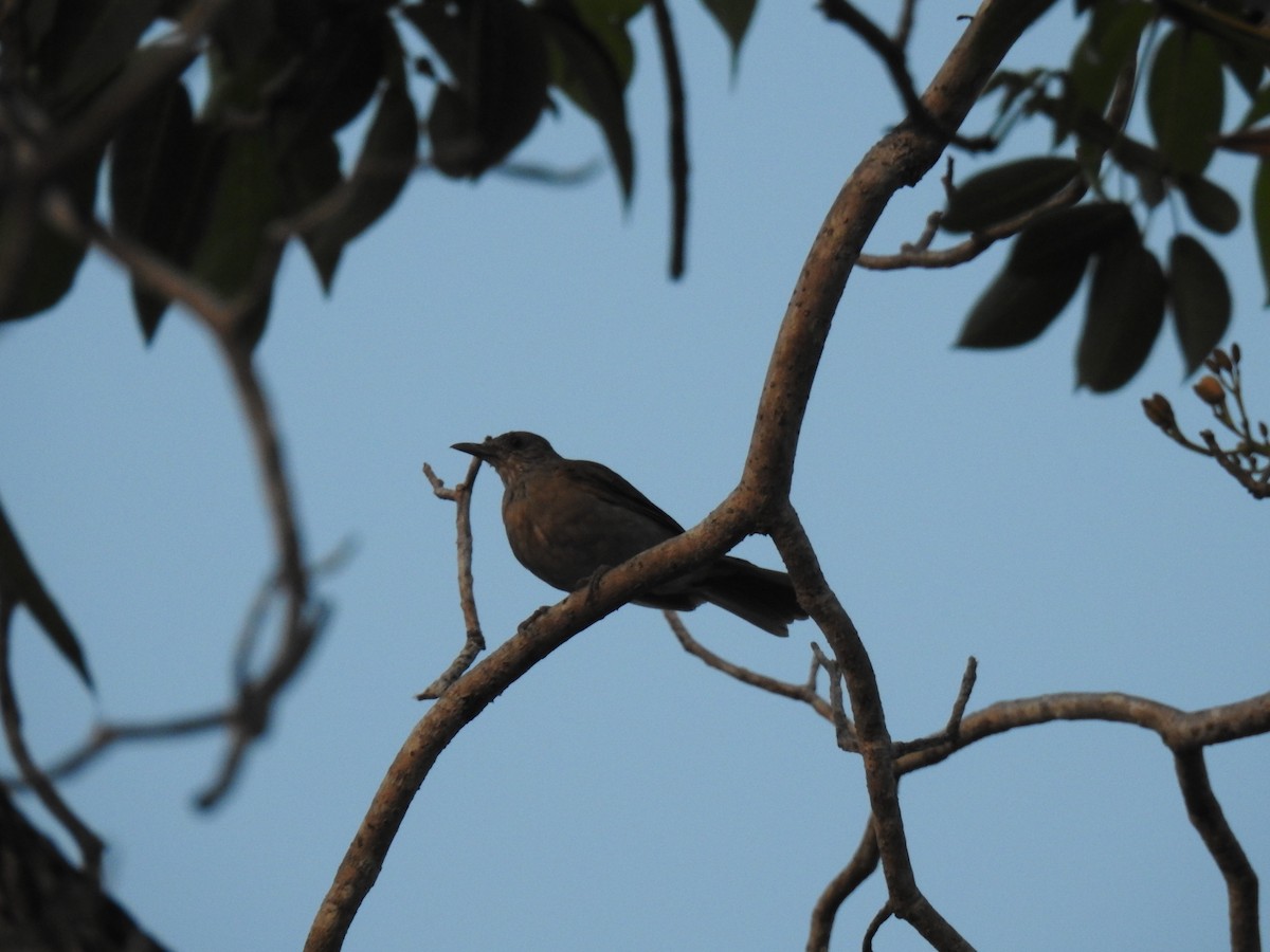 Pale-breasted Thrush - ML645786279