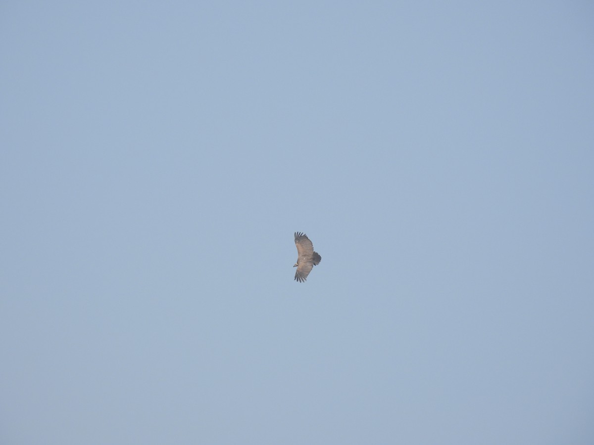 Buitre Indio - ML645786281