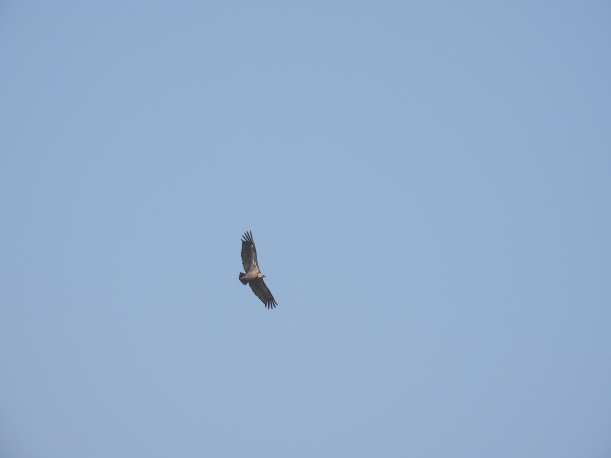 Buitre Indio - ML645786282