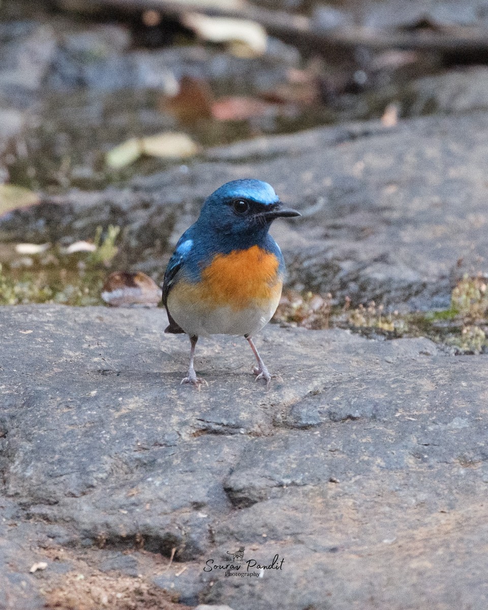 Blue-throated Flycatcher - ML645786283