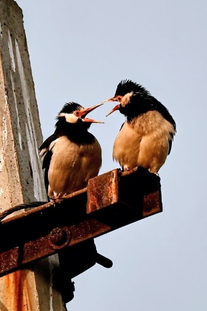 Indian Pied Starling - ML645786295
