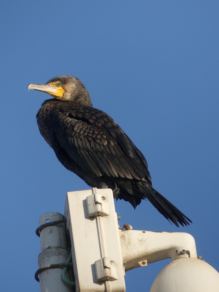 Great Cormorant - ML645786297