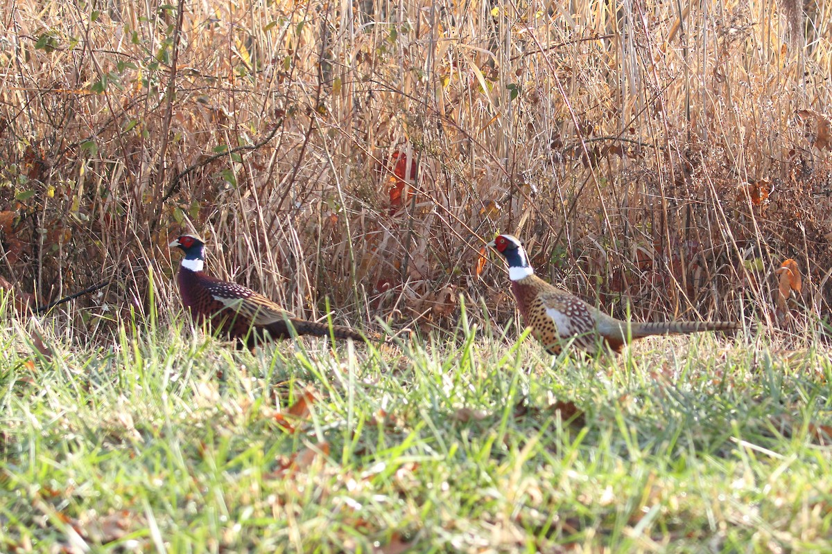 Ring-necked Pheasant - ML645786300