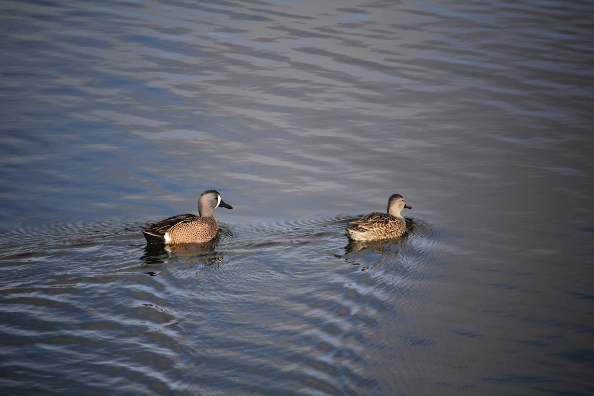 Marzaiola americana - ML645786304