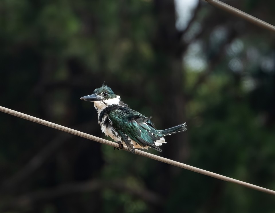 Amazonasfischer - ML645786309