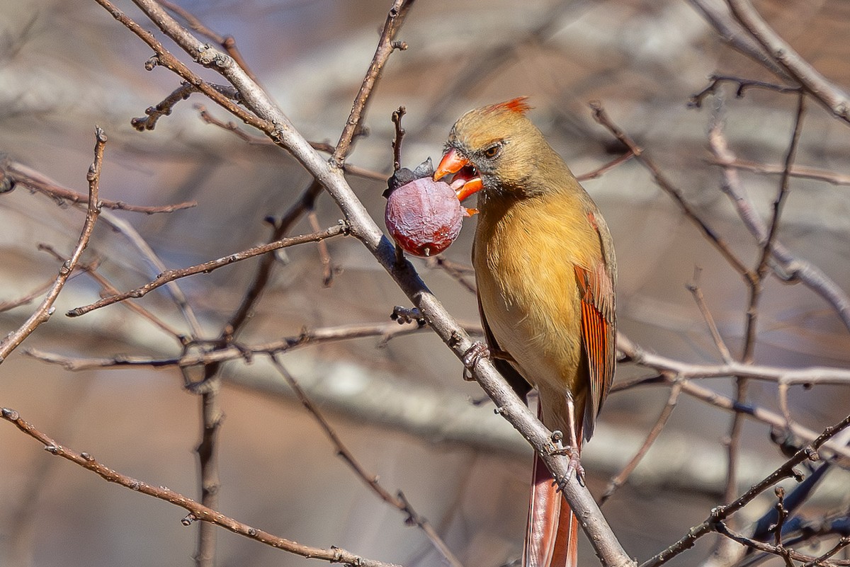 Northern Cardinal - ML645786323