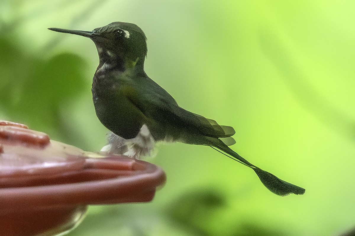 White-booted Racket-tail - ML645786333