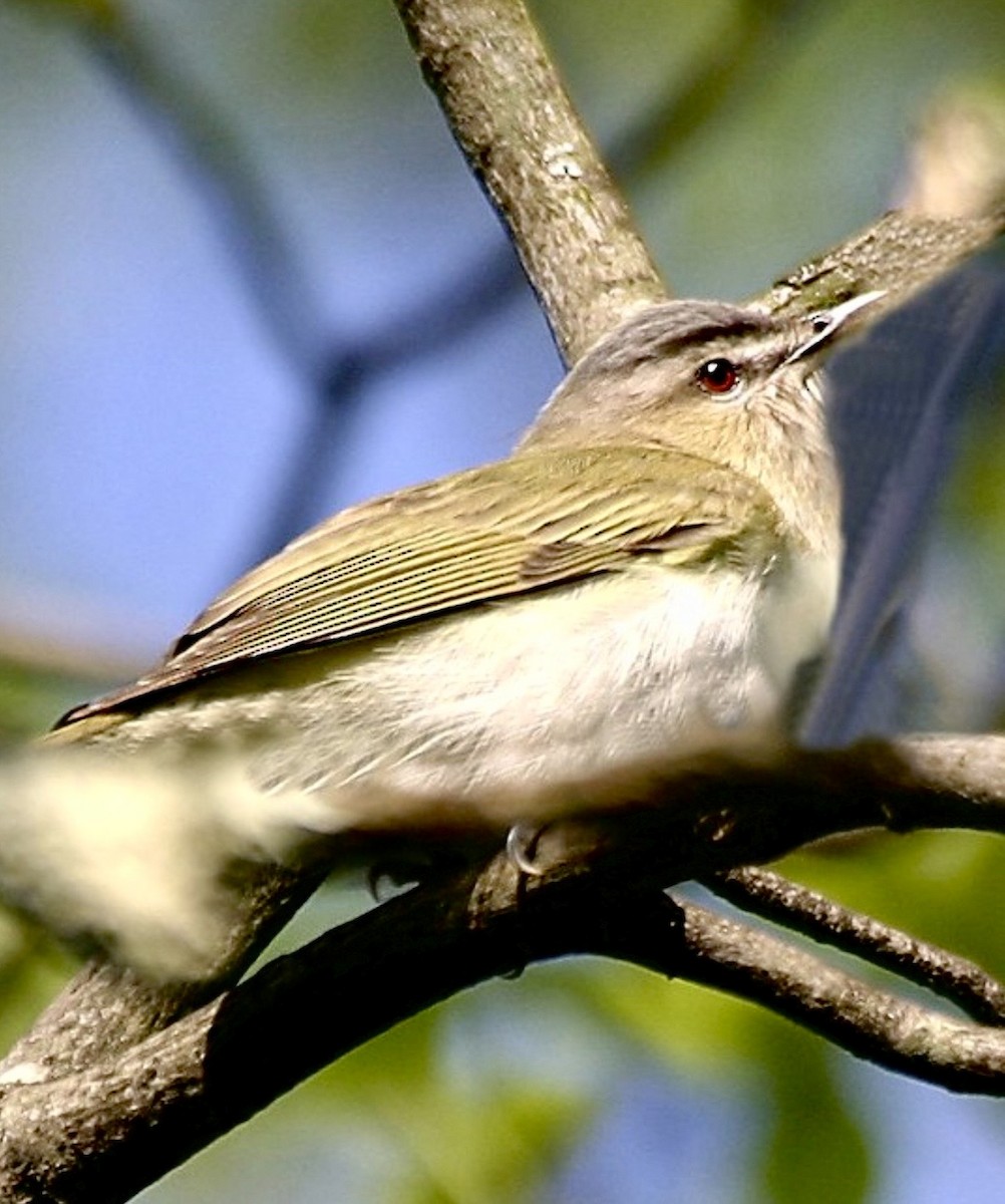 Red-eyed Vireo - ML645786362