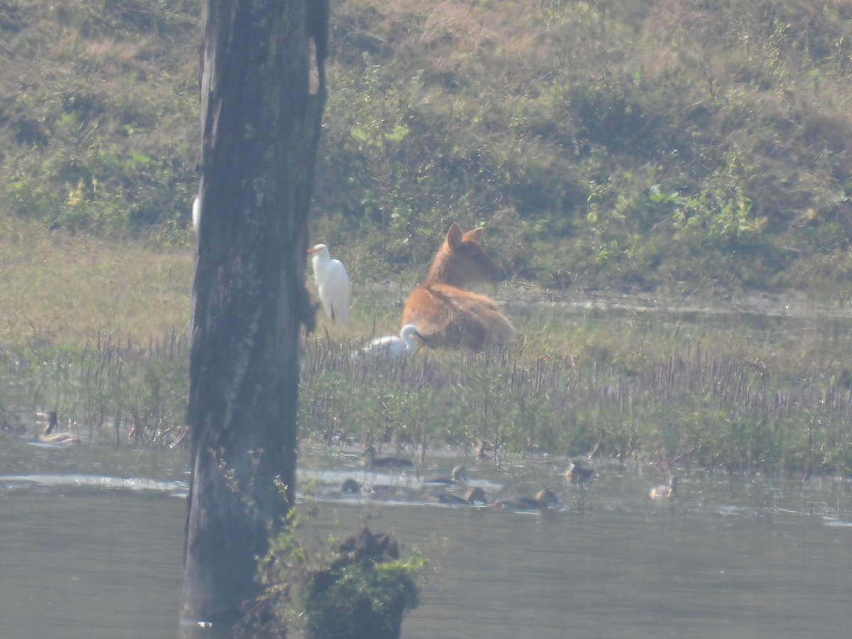 Garceta Grande/Intermedia - ML645786369