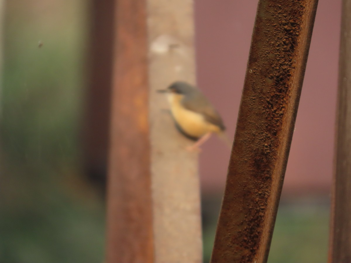 Ashy Prinia - ML645786381