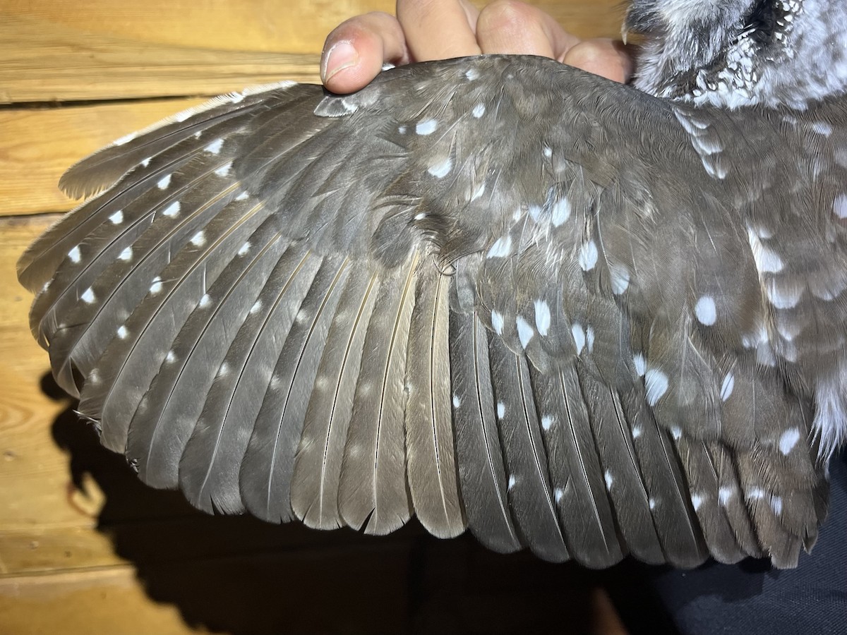 Civetta capogrosso - ML645786391